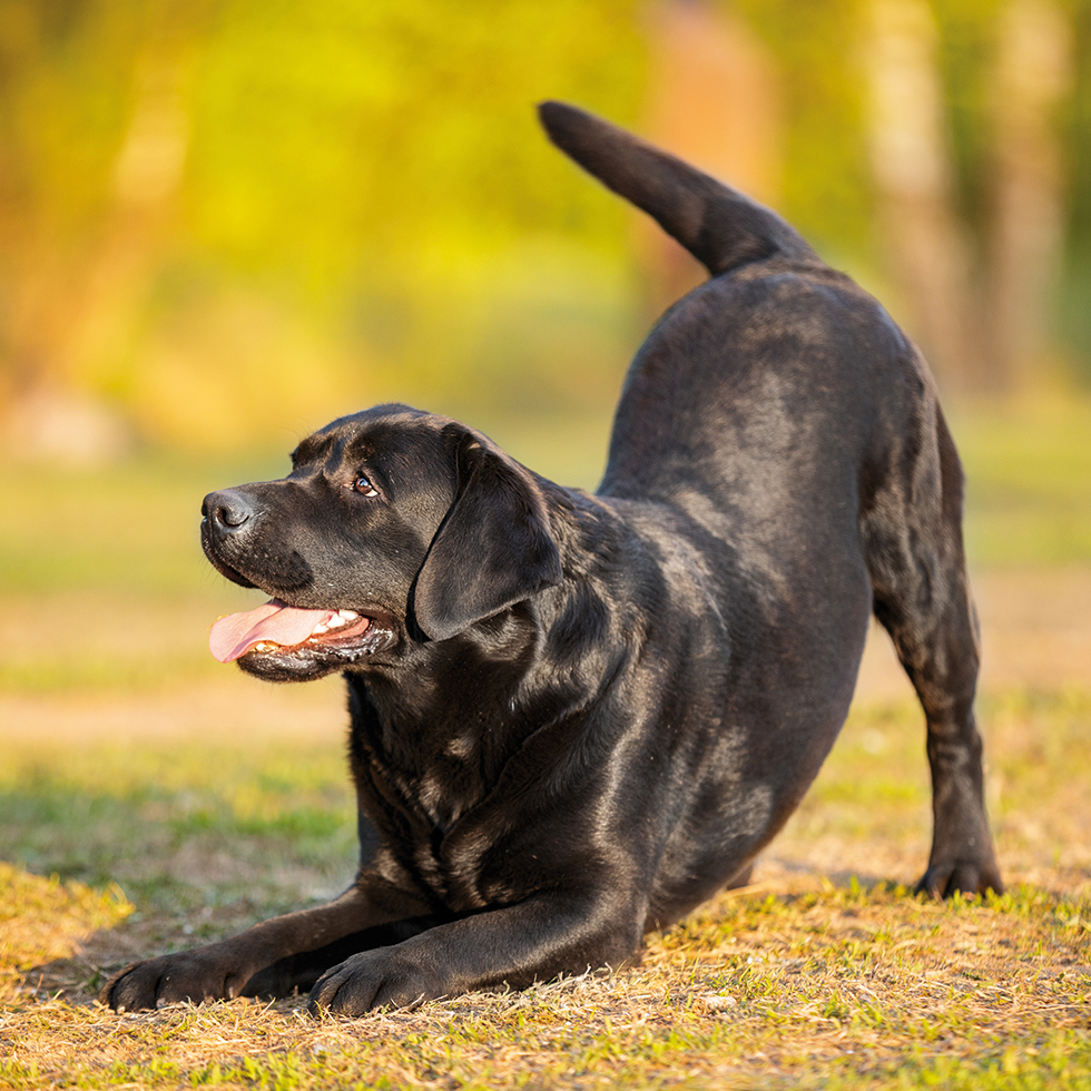 big black dog labrador retriever adult purebred lab in spring summer green park doing dog tricks bow reverence invite to play on the grass in sunshine
