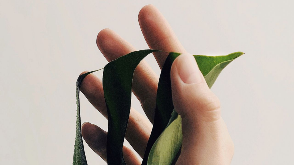 Schöne Nägel ohne Lack! Eine gepflegte Hand hält ein Blatt einer Monstera-Pflanze