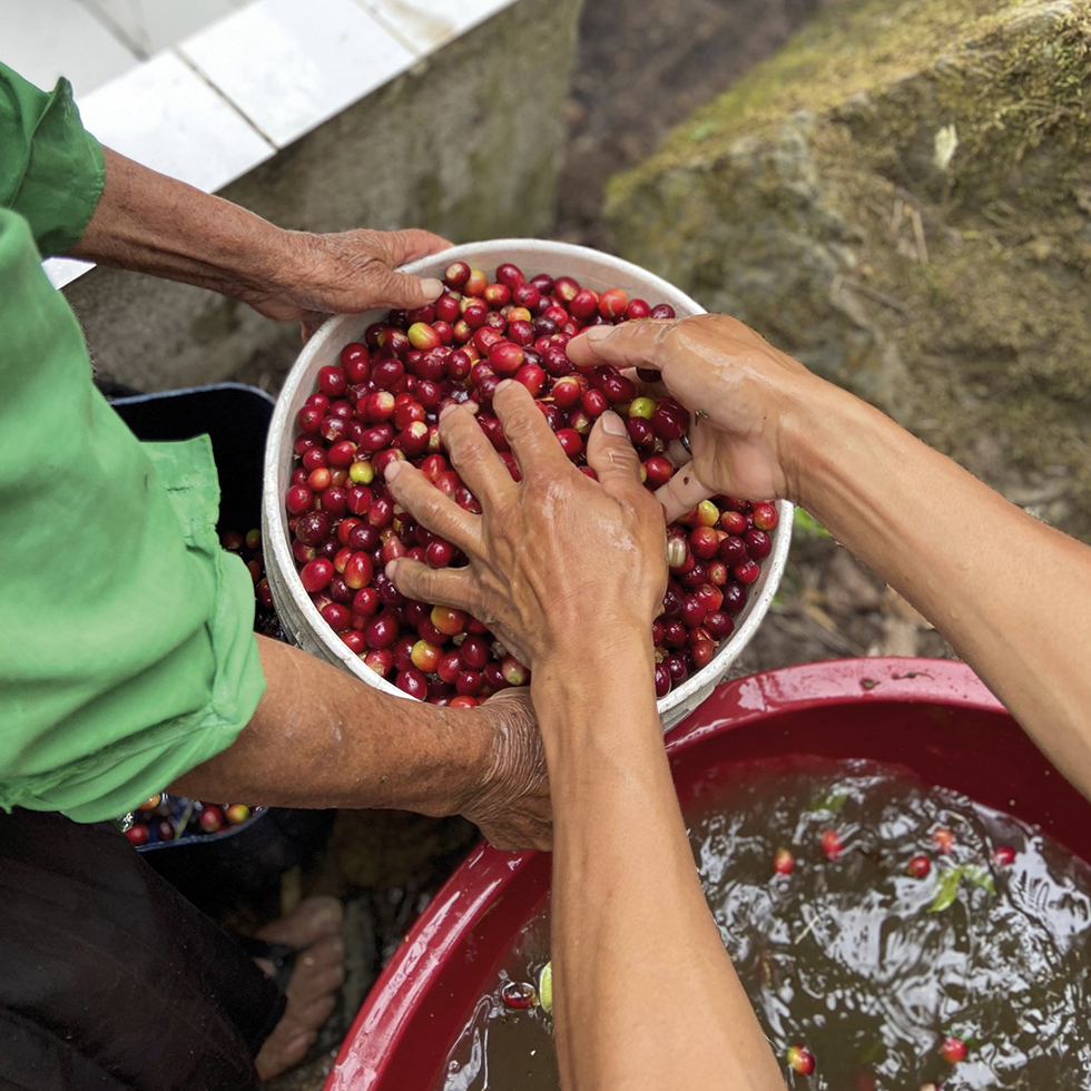 Anyela Olivera Torres de Spuller besucht Landwirtinnen von „Café Femenino“, die ausschließlich in Mischkulturen anbauen. Mit ihrer Marke „Punto Rojo“ möchte sie in Österreich Bewusstsein für den guten aromatischen Kaffee aus Peru schaffen.