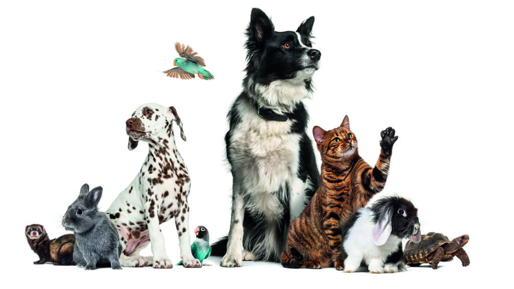 Tiere: Gruppe mit Border Collie, Dalmatiner-Welpen, 2 Hasen, Frettchen, 2 Vögeln, einer Schildkröte und einer braunen Tigerkatze mit erhobener Pfote