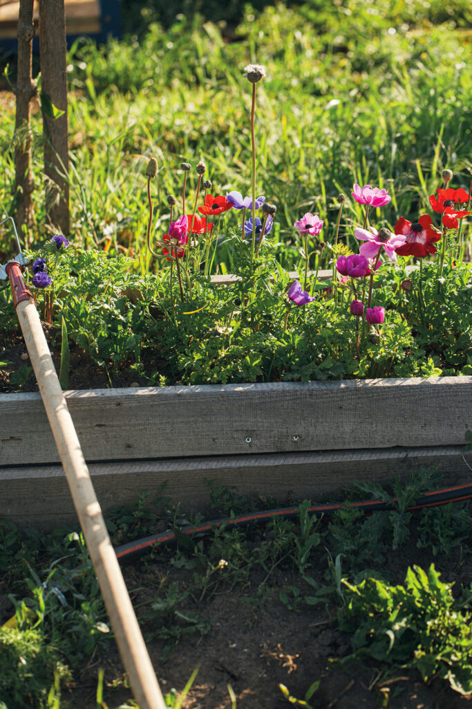 Mohnblumen in einer hölzernen Blumenkiste