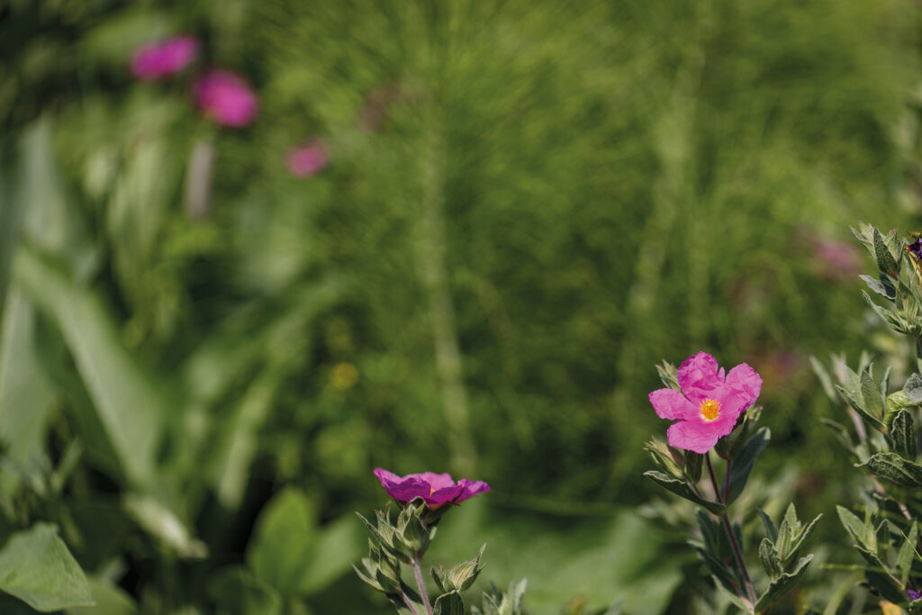 Unscharfer Schachtelhalm im Hintergrund und im Vordergrund pinke Blumen