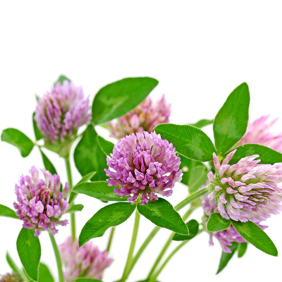 Wechseljahre: Blühender Rotklee mit grünen Blättern auf weißem Hintergrund