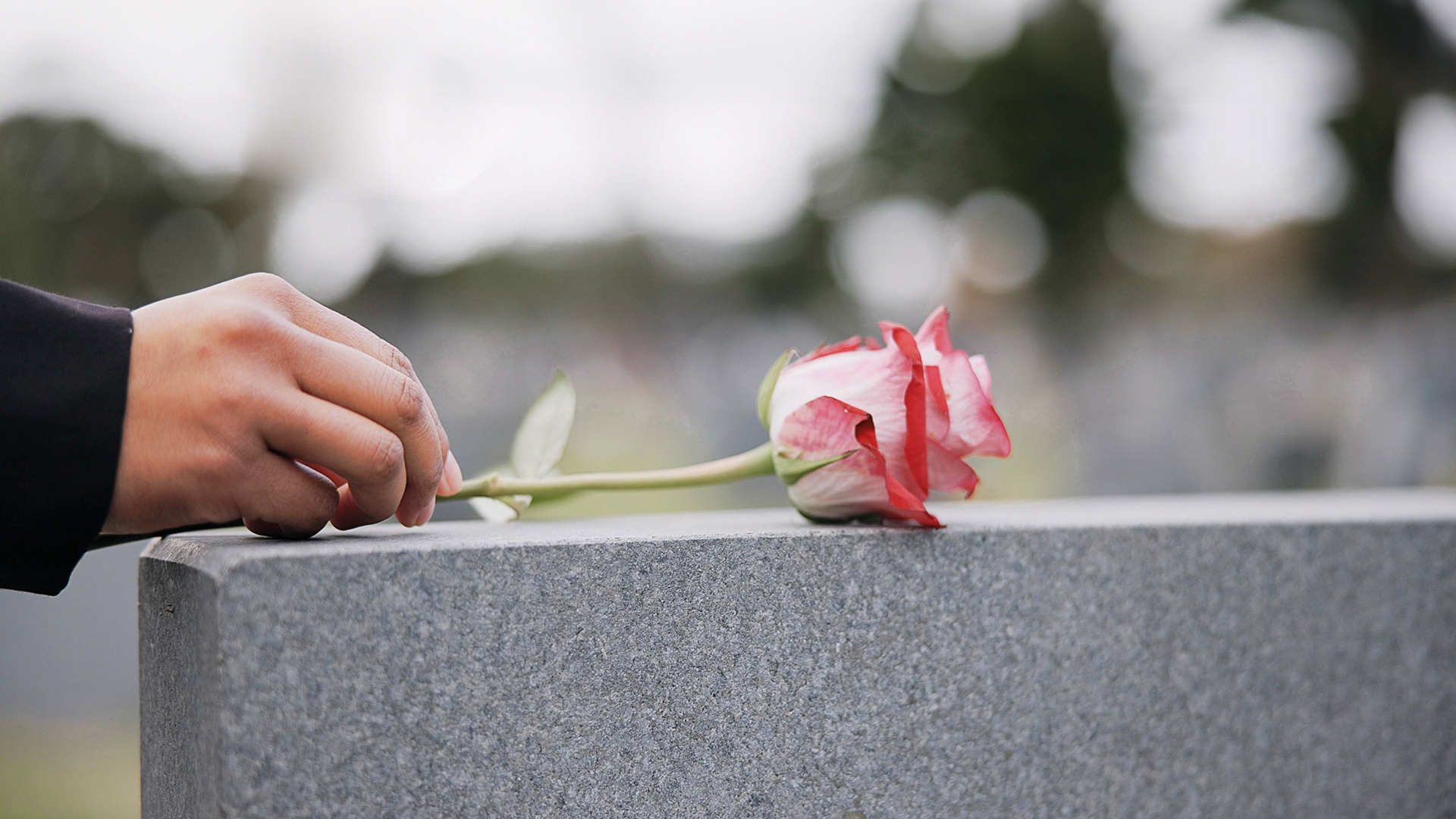 Hand legt eine einzelne Rose auf einen Grabstein, Symbol des Abschieds.