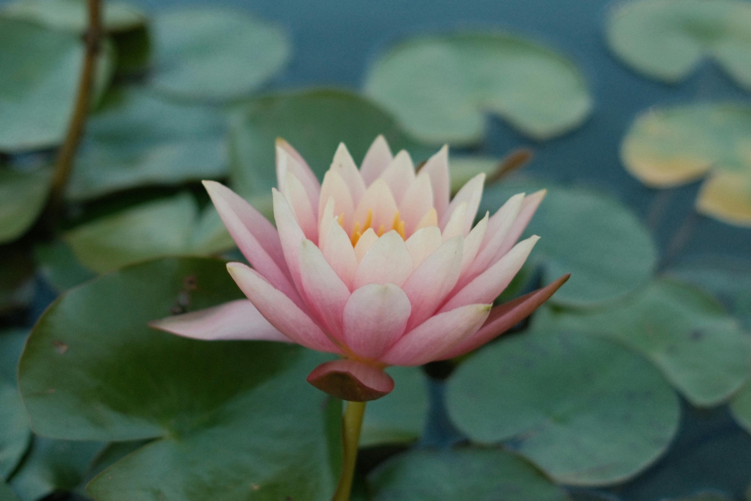 Longevity Symbolfoto, Frauengesundheit 2026