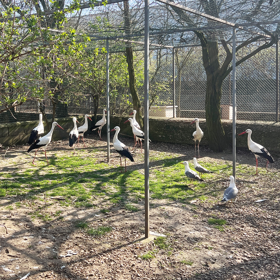 Tierheim: Störche und Möwen in umzäuntem Gehege unter Bäumen