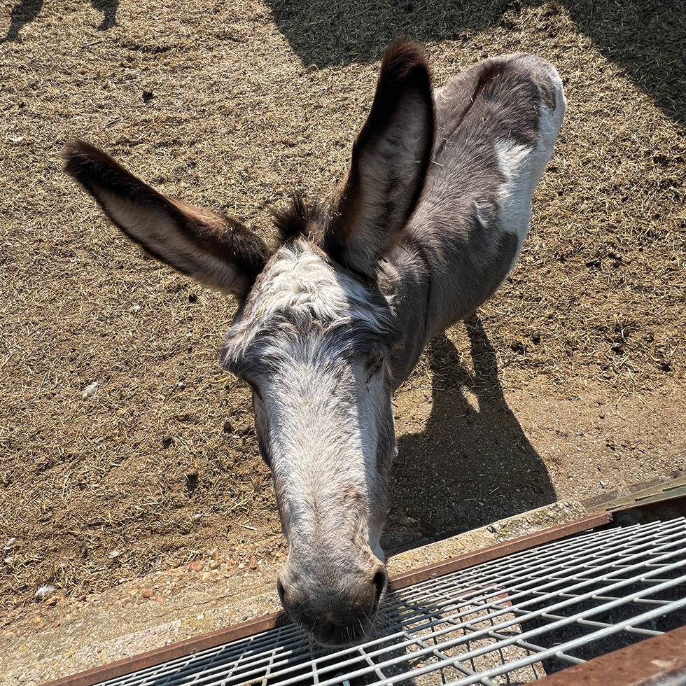 Tierheim: Esel blickt über Zaun in die Kamera