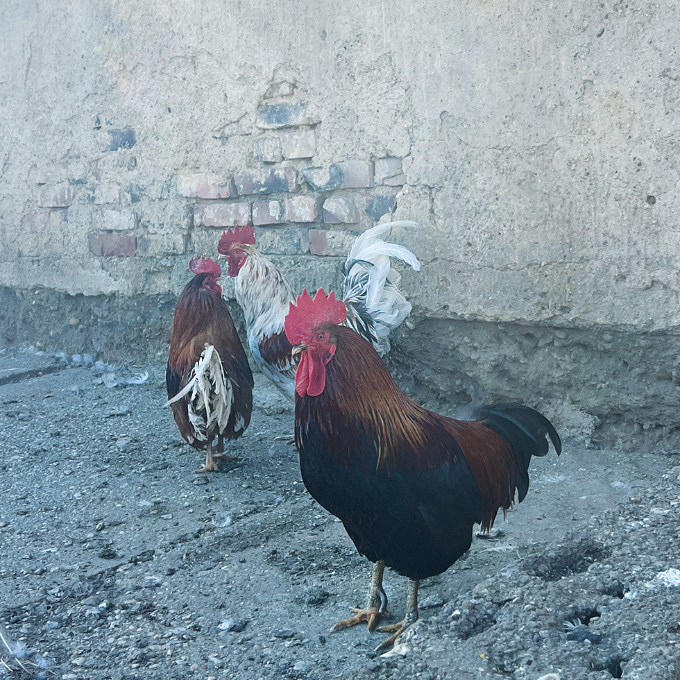 Tierheim: Drei Hähne stehen auf einem Hof vor einer Mauer