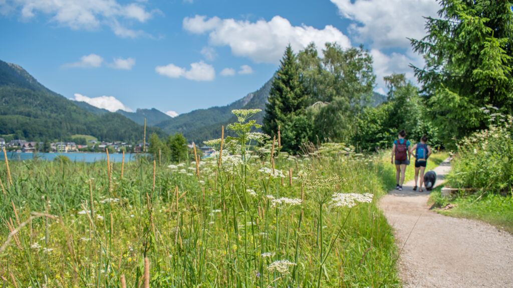 Events Österreich: Wandernde Personen mit Hund auf einem Weg am Fuschlsee in alpiner Landschaft – Naturerlebnis in Österreich.