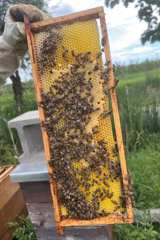 Julia Mainx hält eine mit Bienen besetzte Honigwabe bei der Arbeit am Bienenstock in die Kamera.