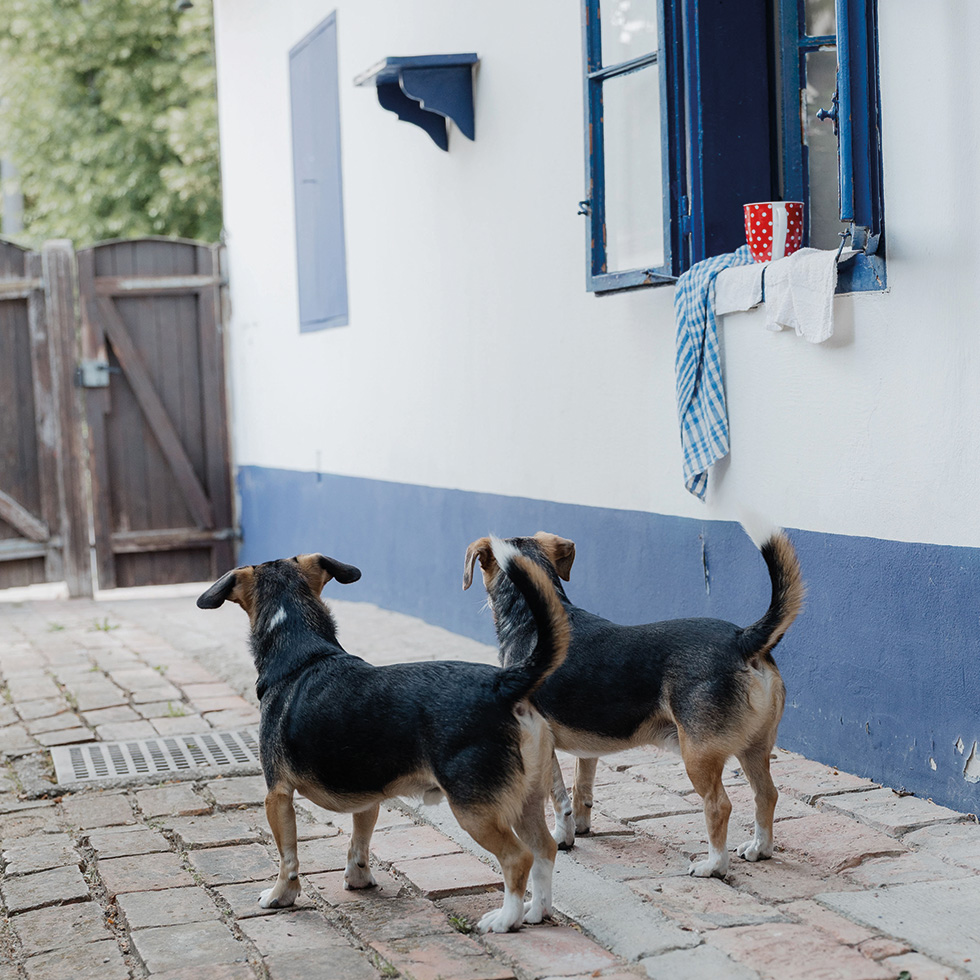 Die Hunde Peppi und Poldi stehen vor dem Stoober Streckhof von Brigitte Antonius.