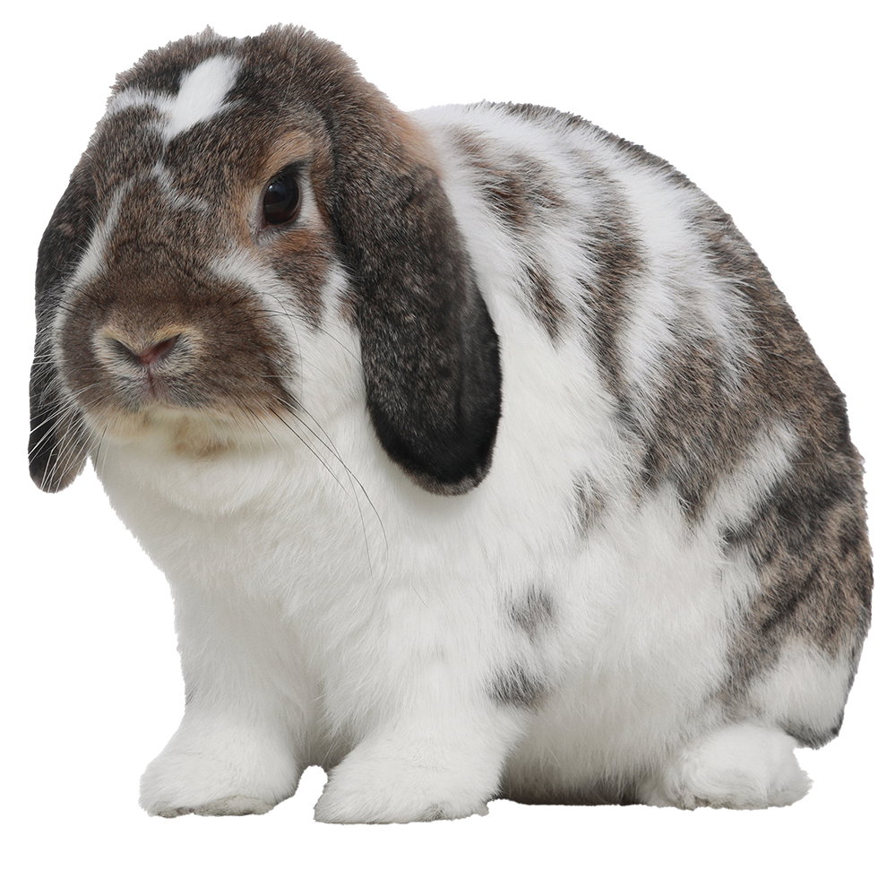 Kaninchen