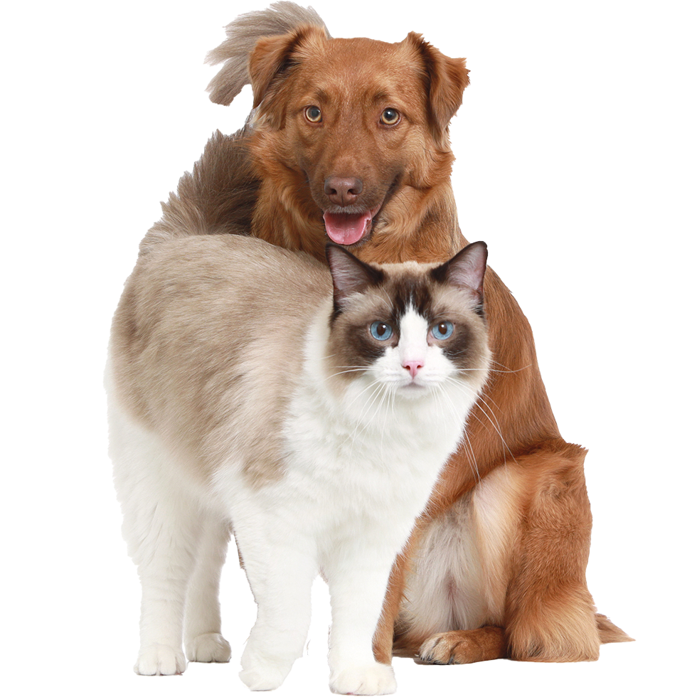 Hund und Katze