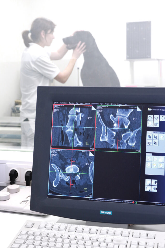 Tierärztin untersucht einen Hund, während auf dem Monitor CT-Aufnahmen in der Tierklinik Parndorf angezeigt werden.