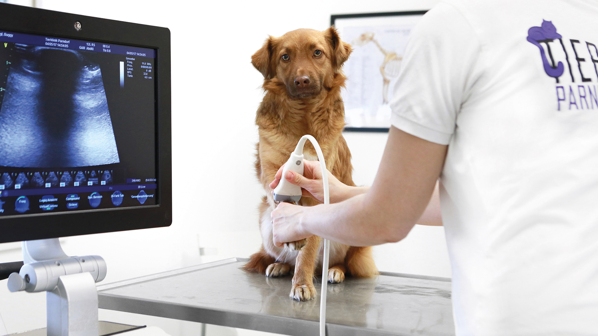 Ultraschalluntersuchung eines Hundes in der Tierklinik Parndorf zur schonenden Diagnostik.