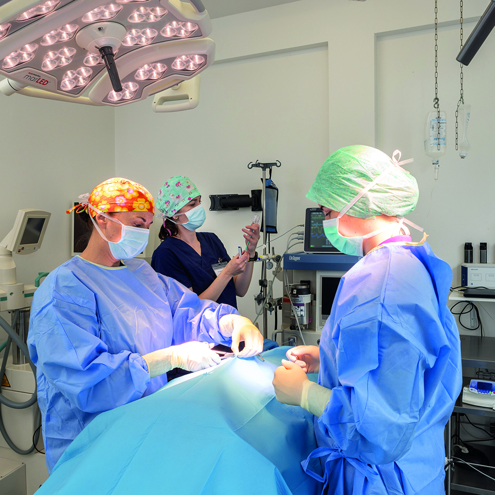 Operation in der Tierklinik Parndorf: Chirurgisches Team führt einen veterinärmedizinischen Eingriff unter sterilen Bedingungen durch.