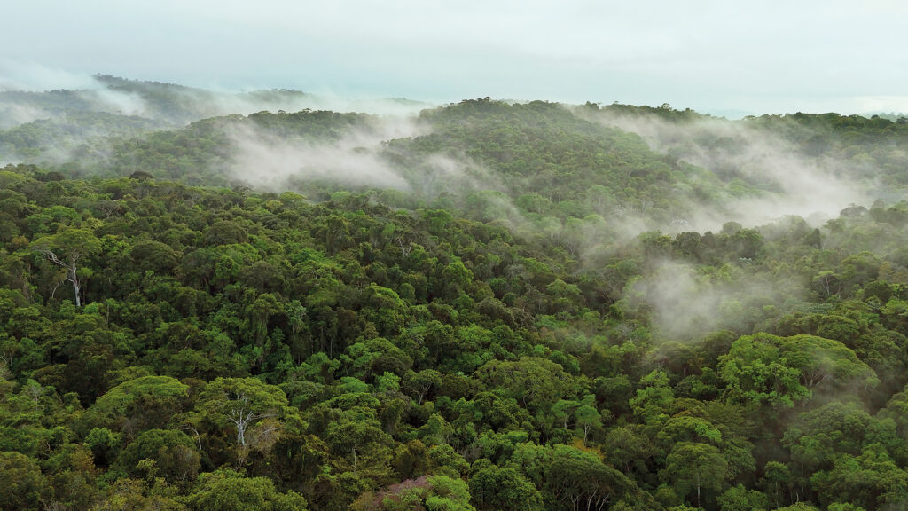 Atmosphere: Dichter grüner Regenwald im Nebel als Schauplatz des Films „Atmosphère“.