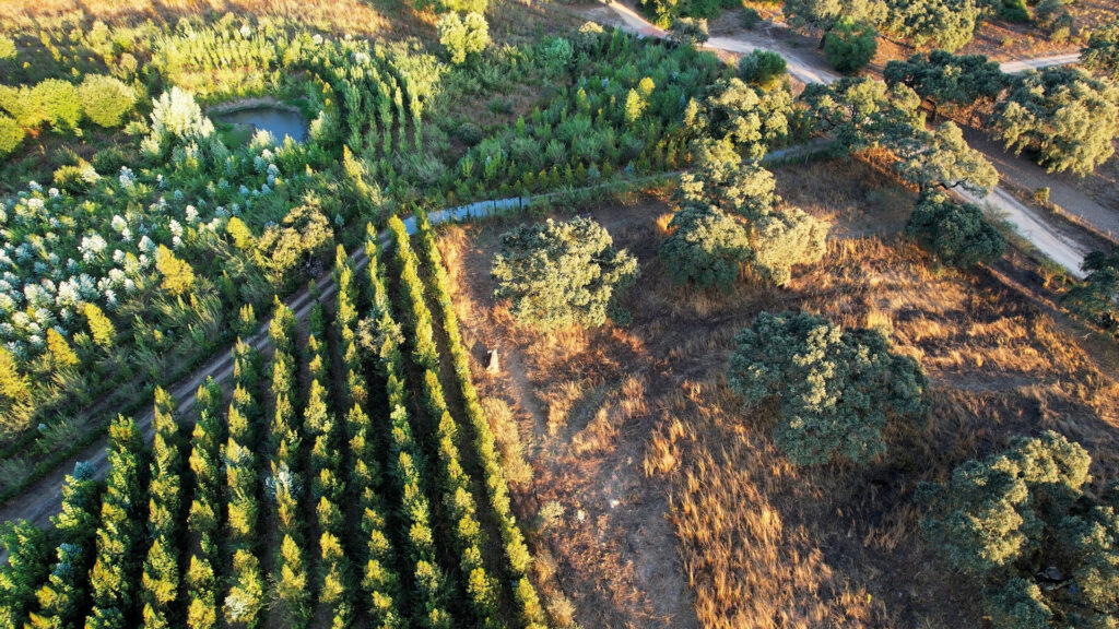 Erwin Wagenhofer: Luftaufnahme einer naturnahen Landschaft mit dichter Vegetation und Baumreihen.